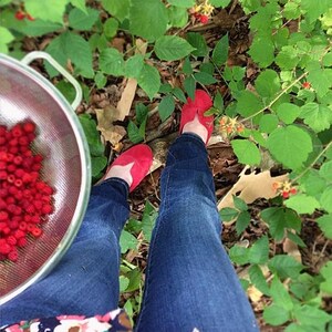 May include: A person wearing blue jeans and red shoes is picking red berries and placing them in a metal strainer. The berries are growing on a green bush.