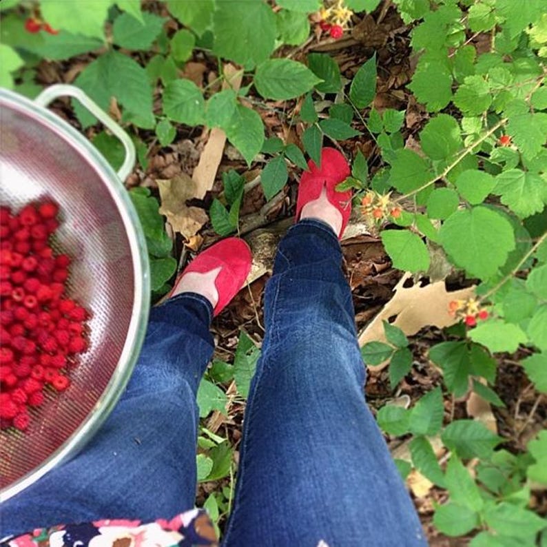 May include: A person wearing blue jeans and red shoes is picking red berries and placing them in a metal strainer. The berries are growing on a green bush.