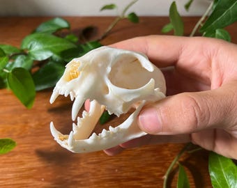 Mouse Deer Skull - Chevrotain - Collector Quality - Lot No