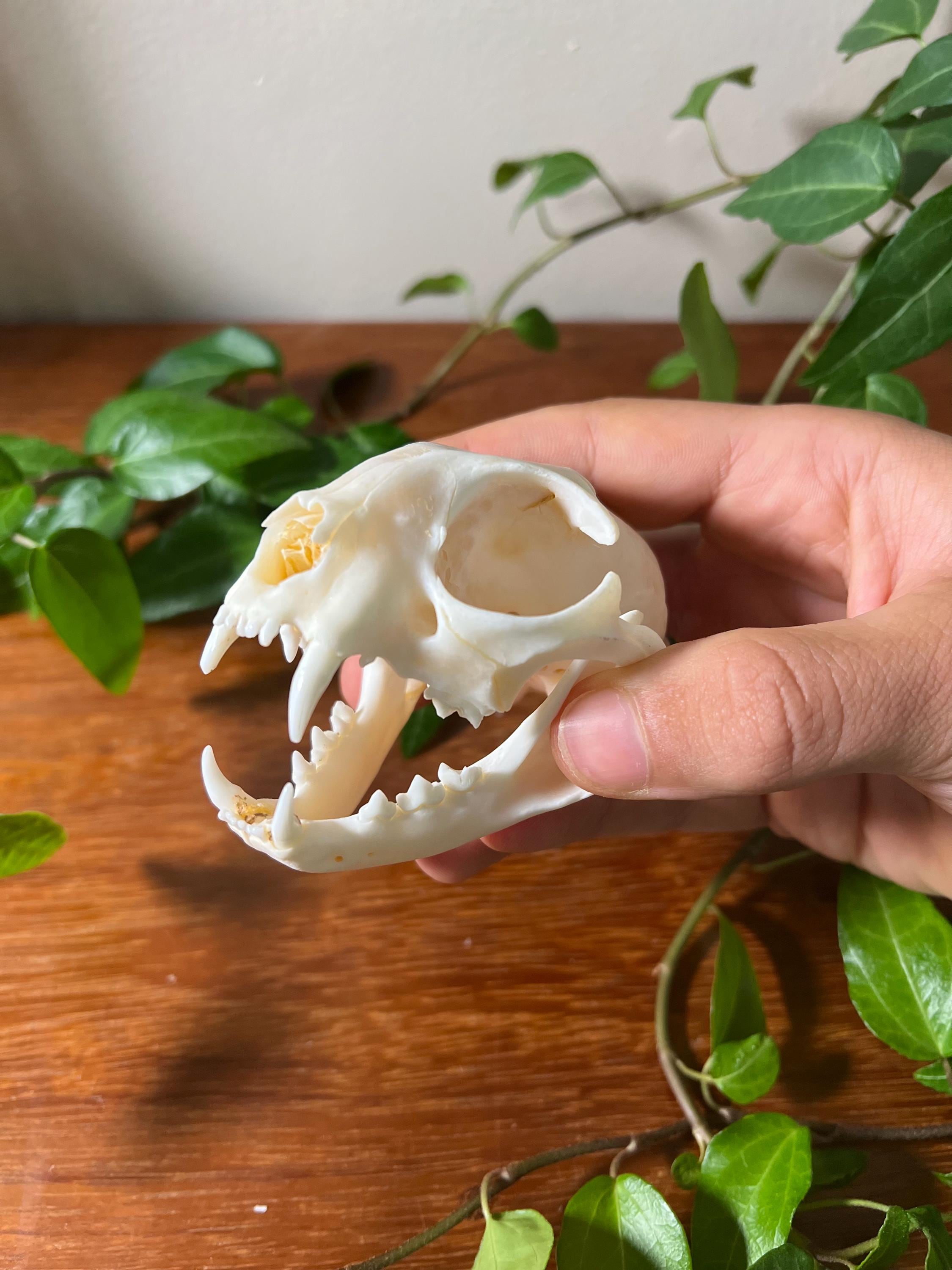 BobCat - Real Taxidermy Skull, Animal Bones For Crafts, Skull Home Decor, Study Collectible Sample, Special Gifts, skeleton head, bleached
