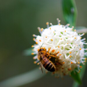 Op de afbeelding: Een close-up van een honingbij op een witte bloem met oranje uiteinden. De bij, bruin en zwart gestreept, verzamelt nectar. De achtergrond is een zachte, onscherpe groene kleur.