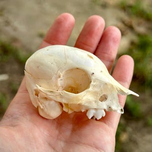 Real Piglet Skull with Jaws – Ethically Sourced Bone, Oddities & Curiosities, Pagan Altar Decor, Natural History Specimen