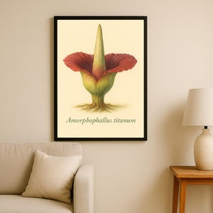 May include: Framed botanical print of the Amorphophallus titanum flower. The artwork features a large, red and green flower with a central spike, set against a cream background. The print is in a black frame.