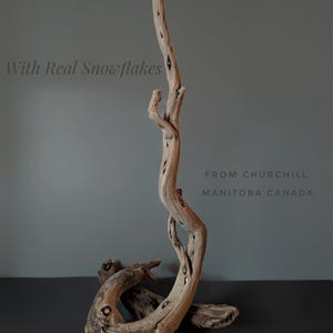 Peut inclure: Une sculpture en bois flotté à l'aspect naturel et vieilli. Le bois est brun clair avec des trous sombres et une forme organique incurvée. Le texte "With Real Snowflakes" et "FROM CHURCHILL MANITOBA CANADA" sont visibles.