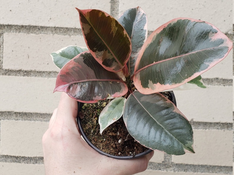 4 Rubber Plant Ficus Elastica Burgundy Tineke Ruby  Etsy