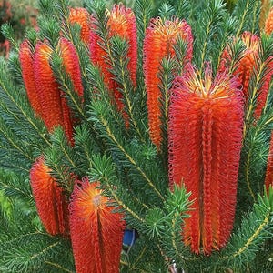 May include: Close-up of a Banksia plant with vibrant red and orange flower spikes. The flowers have a unique, textured appearance, surrounded by green, needle-like foliage. The image showcases the plant's striking color contrast and intricate details.
