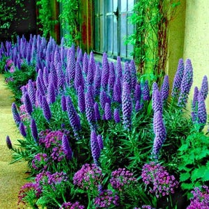 May include: A vibrant garden bed features tall, purple flowering plants with cone-shaped blooms, interspersed with smaller, rounder purple flowers. Lush green foliage surrounds the flowers, creating a colorful and textured display. A window is visible in the background.