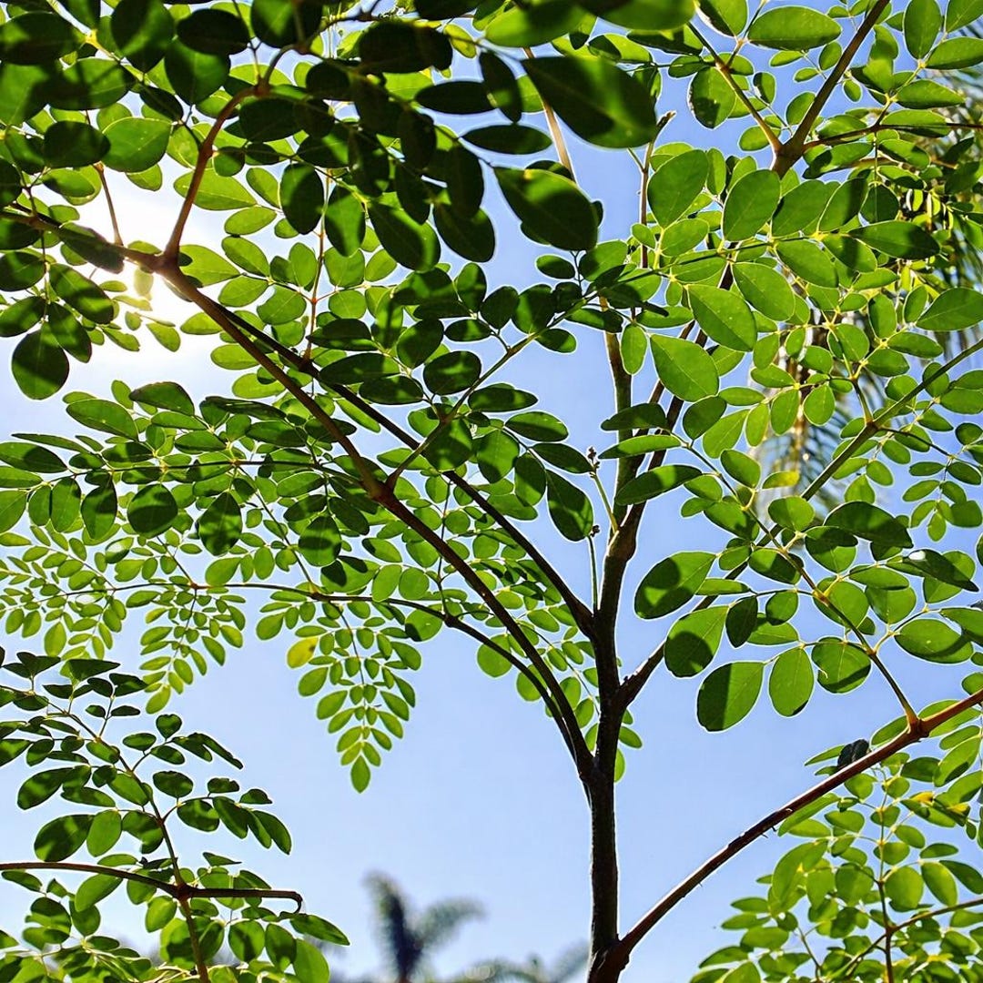 12+ Organic Moringa Oleifera Seeds – Non-GMO, Easy To Grow, Perennial