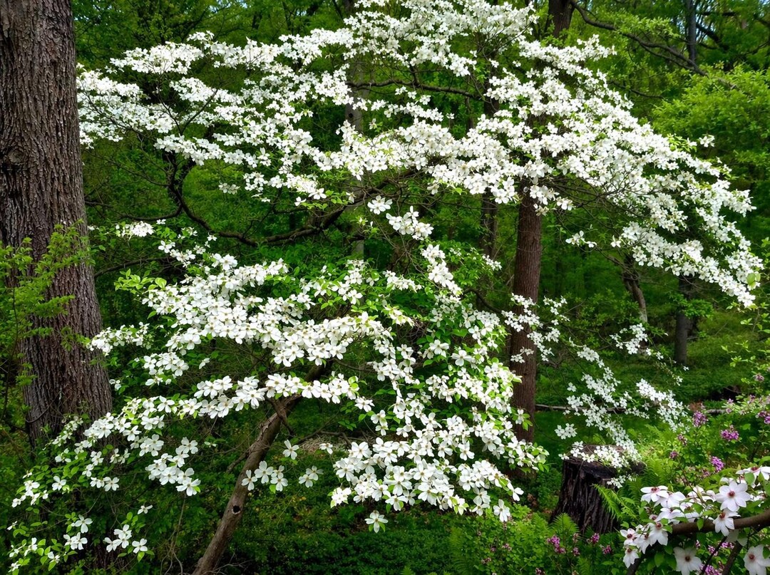 White Flowering Dogwood Tree Seeds for Planting, Cornus Florida Seeds ...