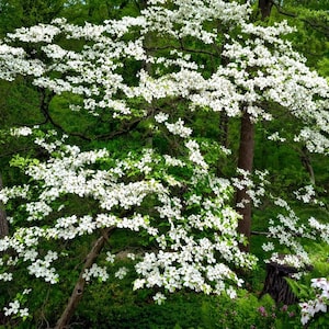 White Flowering Dogwood Tree Seeds for Planting, Cornus florida Seeds, Ornamental Tree with Fall Color, Hardy Garden Tree Seeds, 10 Pack