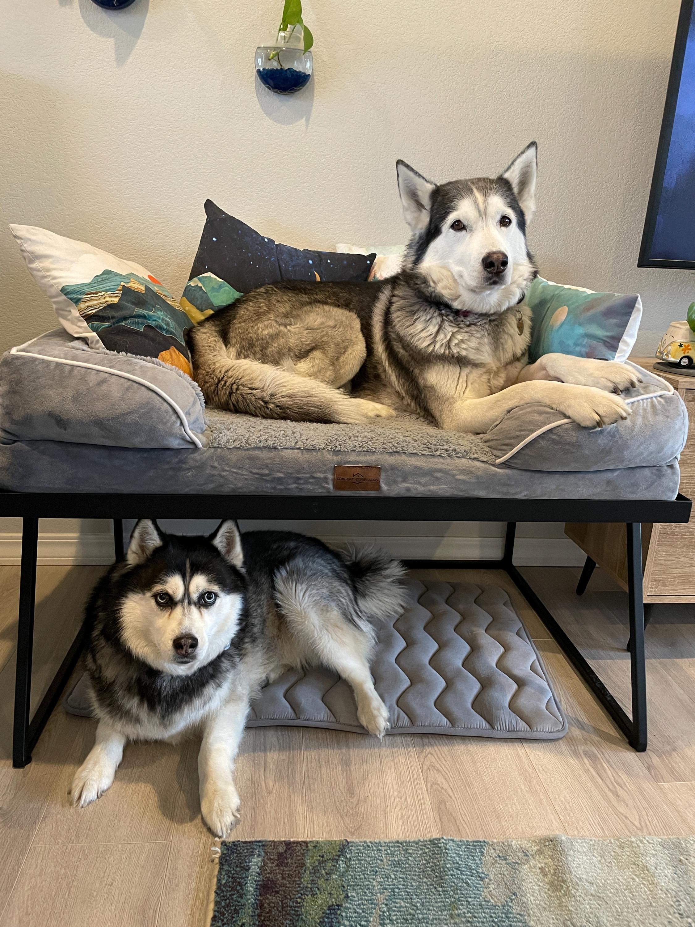 Dog Bunk Beds