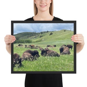 Custer State Park Bison Wandkunst