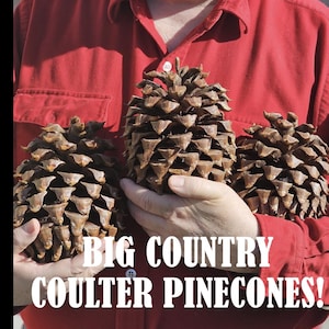 May include: Three large, brown, woody Coulter pinecones with sharp, pointed scales. The text on the image reads: Lake Tahoe's Legendary PINECONE PETE'S! BIG COUNTRY COULTER PINECONES! The Famous "widow-Maker" Heaviest Pinecone in the World.