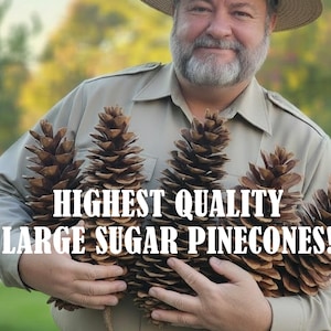May include: Large brown sugar pinecones with textured scales. Text on the image reads: Lake Tahoe's Legendary PINECONE PETE'S! HIGHEST QUALITY LARGE SUGAR PINECONES! 4, 6, 12 or more! The pinecones are held in front of a tan collared shirt.