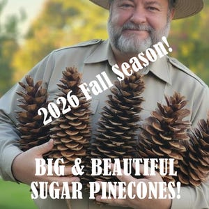 Big, Decorator-Grade Sugar Pinecones Multi-pack (4, 6, 12, 24) Sap-Free, Thanksgiving & Christmas Pine Cones!