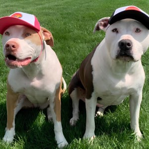 Custom Dog Hat With Name For Male and Female Dogs With Ear Holes