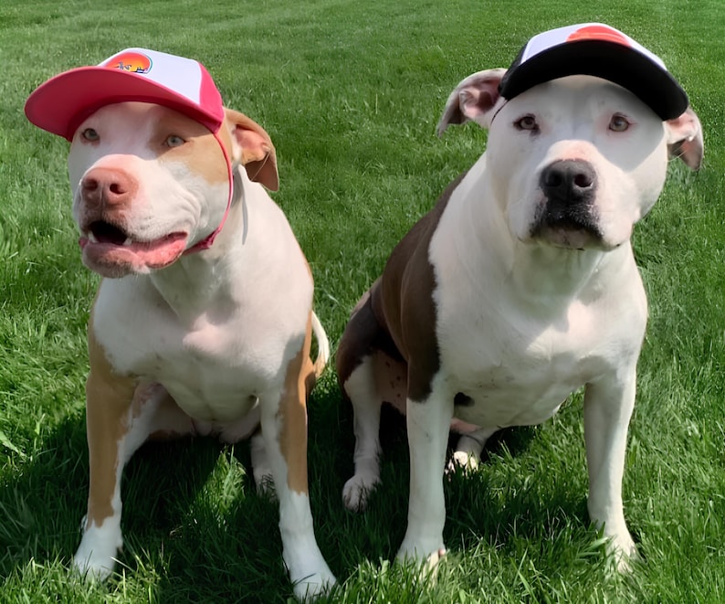 Custom Dog Hat With Name For Male and Female Dogs With Ear Holes