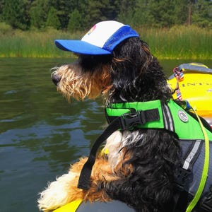 Custom Dog Hat With Name For Medium Dog in BLue