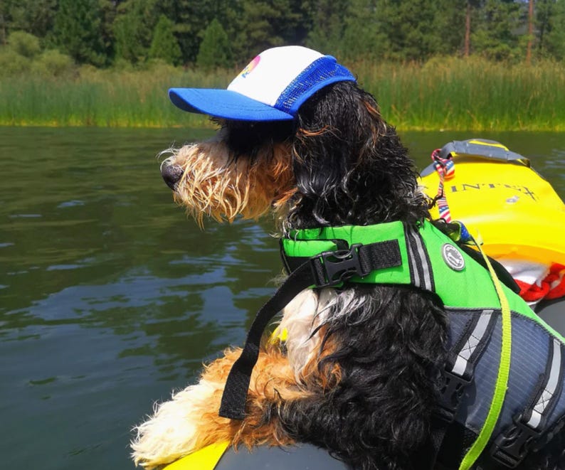 Custom Dog Hat With Name For Medium Dog in BLue