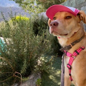 Custom Dog Hat With Name For Large Dog in Pink