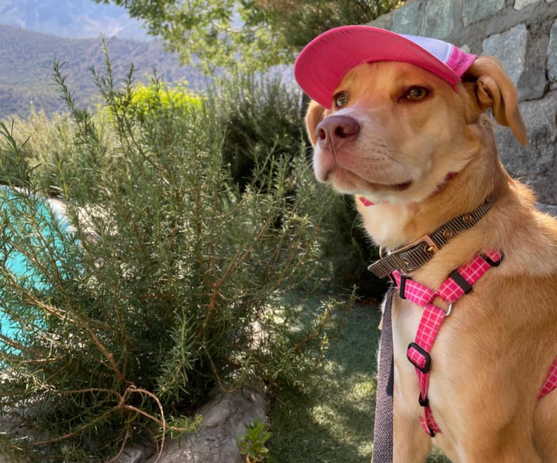Custom Dog Hat With Name For Large Dog in Pink