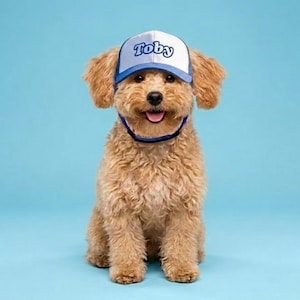 Custom Dog Hat With Name - Foam Trucker Caps For Dogs - Funny Dog Outfit Gift