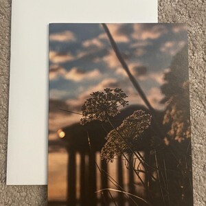 blanc, cartes de correspondance, cartes avec photo, nature, lever du soleil, Boston, photographie, papillons