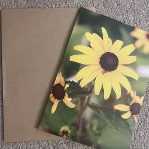 blanc, cartes de correspondance, cartes avec photo, nature, lever du soleil, Boston, photographie, papillons