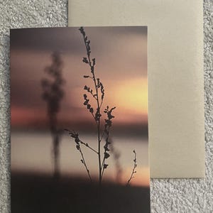 blanc, cartes de correspondance, cartes avec photo, nature, lever du soleil, Boston, photographie, papillons