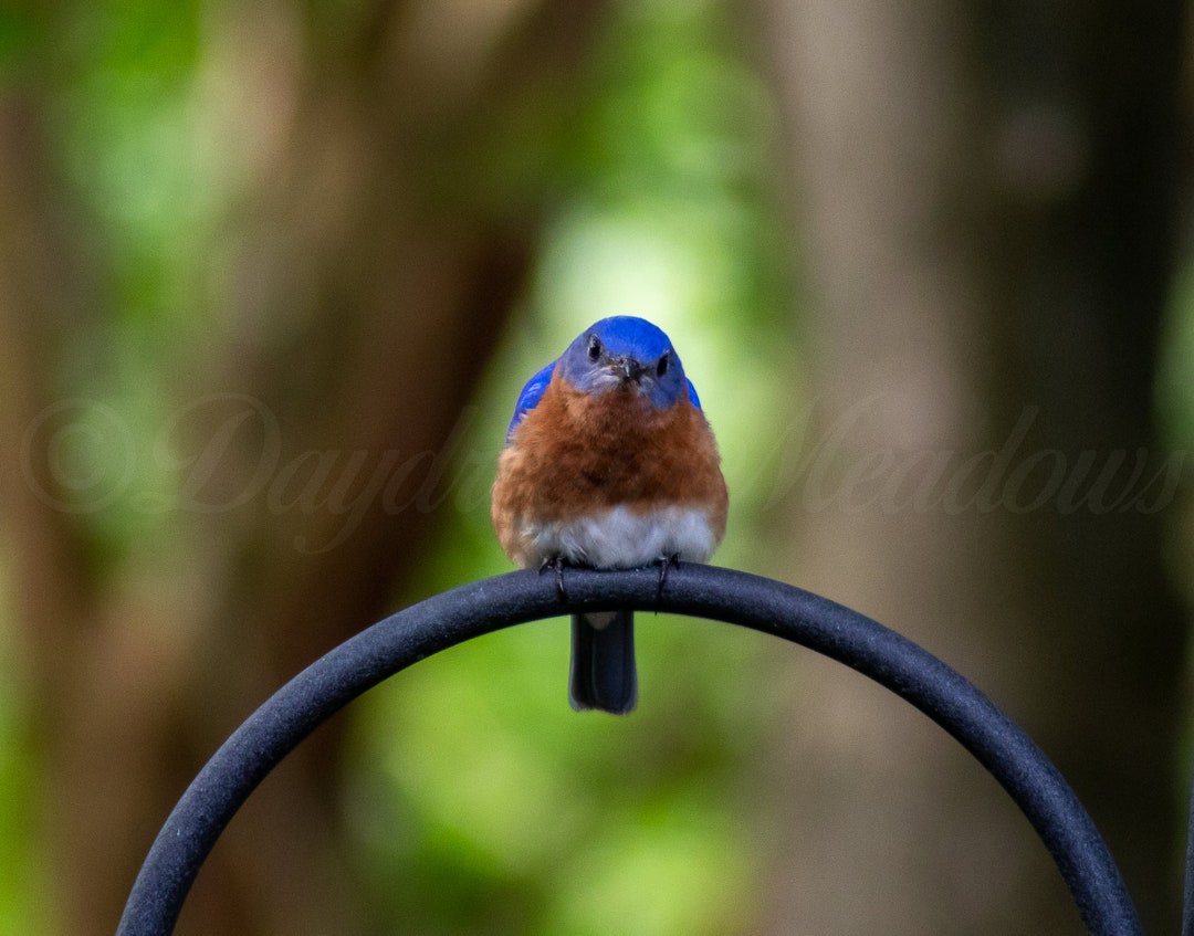 Eastern Bluebird Photo Bluebird Print Bluebird Wall Decor Etsy