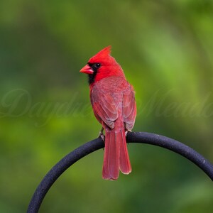 Male Cardinal Photography Print, Red Bird, Cardinal Photo, Bird Photo, Backyard Bird, Virginia State Bird, Wall Decor, Bird Lover Gift