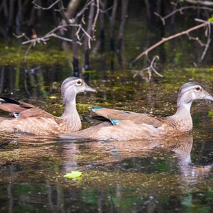 Wood Duck Photo, Female Ducks, Waterfowl Photo, Duck Décor, Dad Gift, Hunter&#39;s Gift, Home Décor, Man Cave Décor