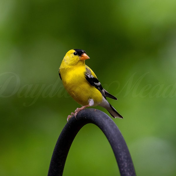 Golden Finch Photography Print, Backyard Birds, Bird Watching, Nature Photography, Bird Photo, Finch, Home Wall Decor