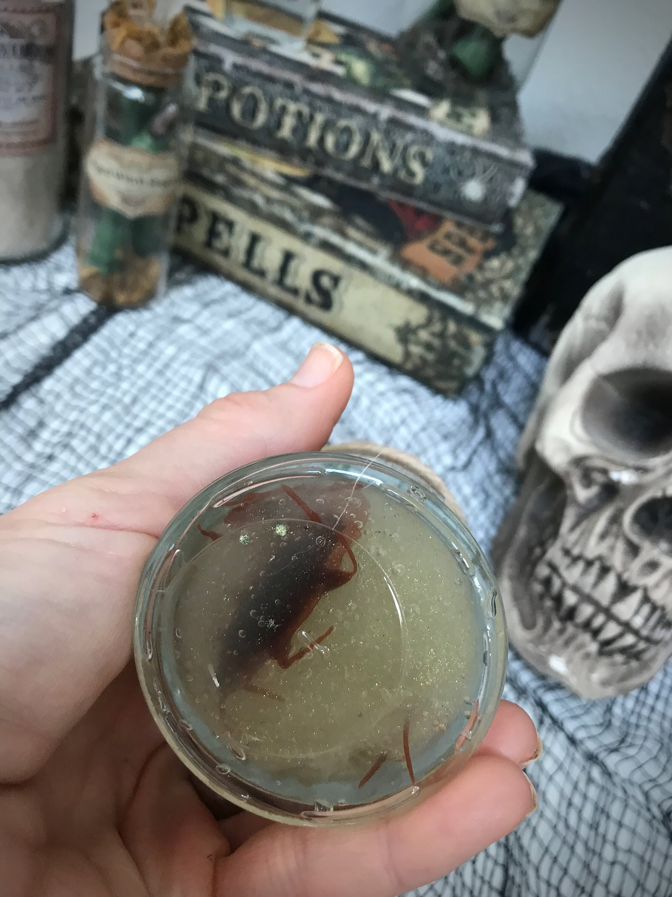 Brined Swamp Cockroaches / Potion Ingredients / Halloween Apothecary