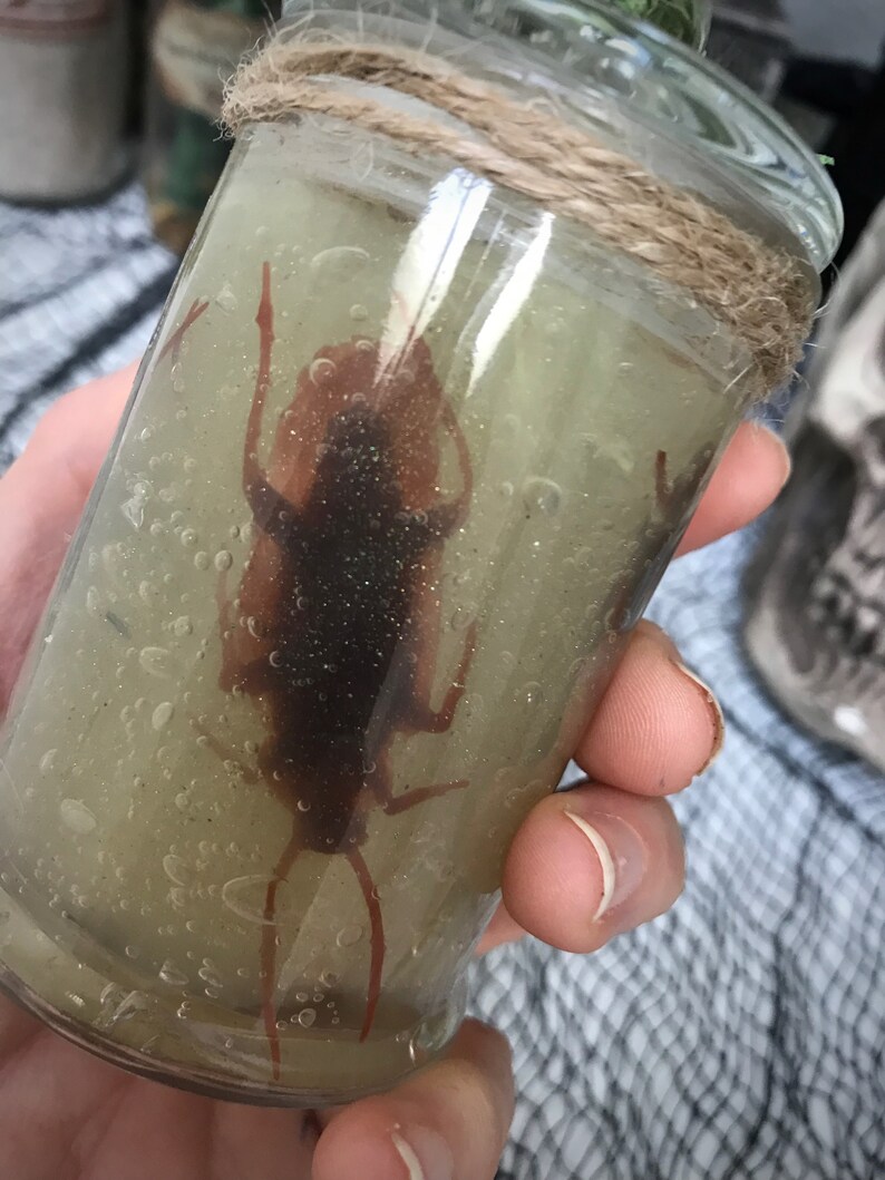 Brined Swamp Cockroaches / Potion Ingredients / Halloween Apothecary