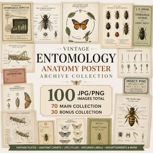 Peut inclure: Une collection d'affiches d'entomologie vintage présentant des illustrations d'insectes, des cycles de vie et des schémas anatomiques. L'ensemble comprend 100 images avec des textes comme Entomology Anatomy Poster et 100 JPG/PNG Images Total.