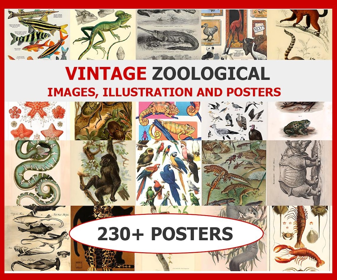Vintage Zoological Illustration Poster | Vintage Posters | Poster ...