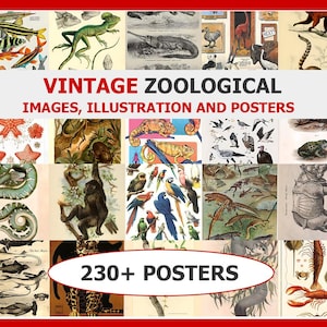 May include: A collection of vintage zoological images, illustrations, and posters. The image features a variety of colorful illustrations of animals, including fish, reptiles, birds, and mammals. The text reads "VINTAGE ZOOLOGICAL IMAGES, ILLUSTRATION AND POSTERS" and "230+ POSTERS".