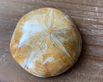 Fossilized Sand Dollar Fossil Shell Large