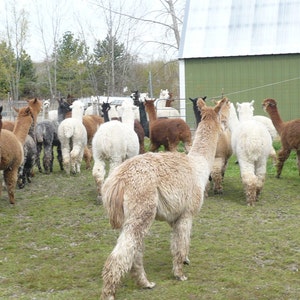 May include: A group of alpacas in a field, some are brown, some are white, and some are a mix of brown and white. They are all facing away from the camera and appear to be walking towards a barn in the background.