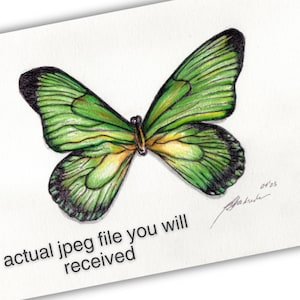 Butterfly drawing digital printable, artwork drawing wall decor, easy download digital drawing, butterfly lover
