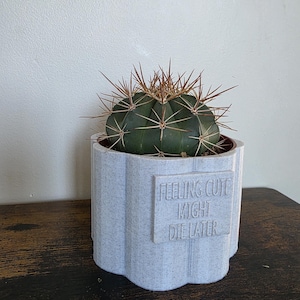 May include: A green cactus with long brown spines sits in a light gray, fluted pot. The pot has the text "FEELING CUTE MIGHT DIE LATER" on the front. The cactus is on a dark brown wooden surface.