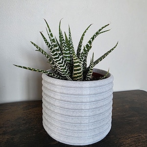 Op de afbeelding: Een zebrabladplant in een lichtgrijze, geribbelde keramische pot. De plant heeft groene bladeren met witte strepen en stippen. De pot staat op een donkerbruin houten oppervlak, met een witte muur op de achtergrond.