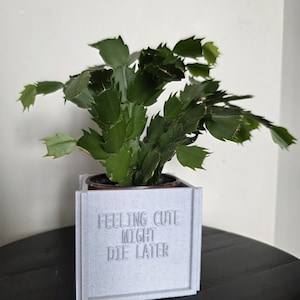 May include: A green Christmas cactus plant in a gray square planter. The planter has the text "FEELING CUTE MIGHT DIE LATER" in a sans-serif font. The plant has multiple green leaves and is in a brown pot.