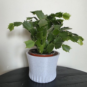 Modern Flared Planter | 3D Printable Pot for 4&quot; Plants | STL & OBJ Files | Digital Download