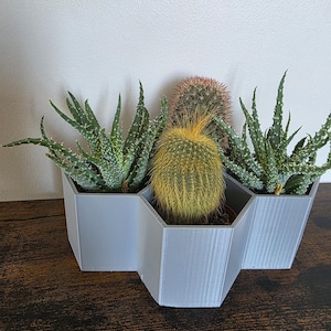 Pode incluir: Um vaso geométrico cinza claro com três cactos. O cacto central é redondo e amarelo, ladeado por duas plantas de aloe com folhas verdes e pontiagudas. O vaso está sobre uma superfície de madeira escura.