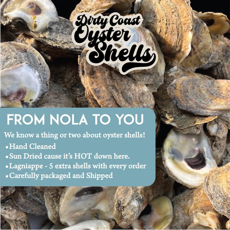 20 Gulf Coast Oyster Shell Flats: Sun-bleached Craft Shells (3-4