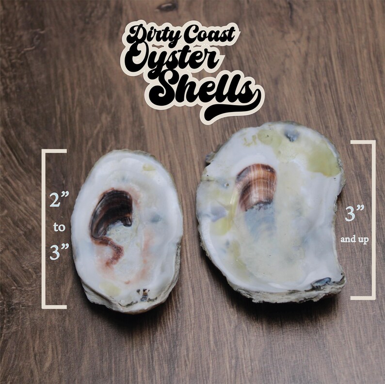 20 Gulf Coast Oyster Shell Flats: Sun-bleached Craft Shells (3-4