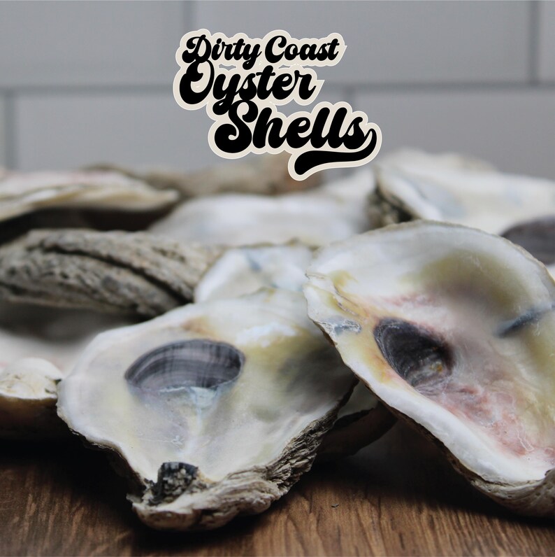 20 Gulf Coast Oyster Shell Flats: Sun-bleached Craft Shells (3-4