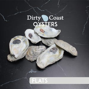 100 Gulf Coast Oyster Shell Flats (3+ inch): Sun-Bleached Craft Shells